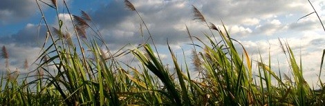 landscape suikerriet